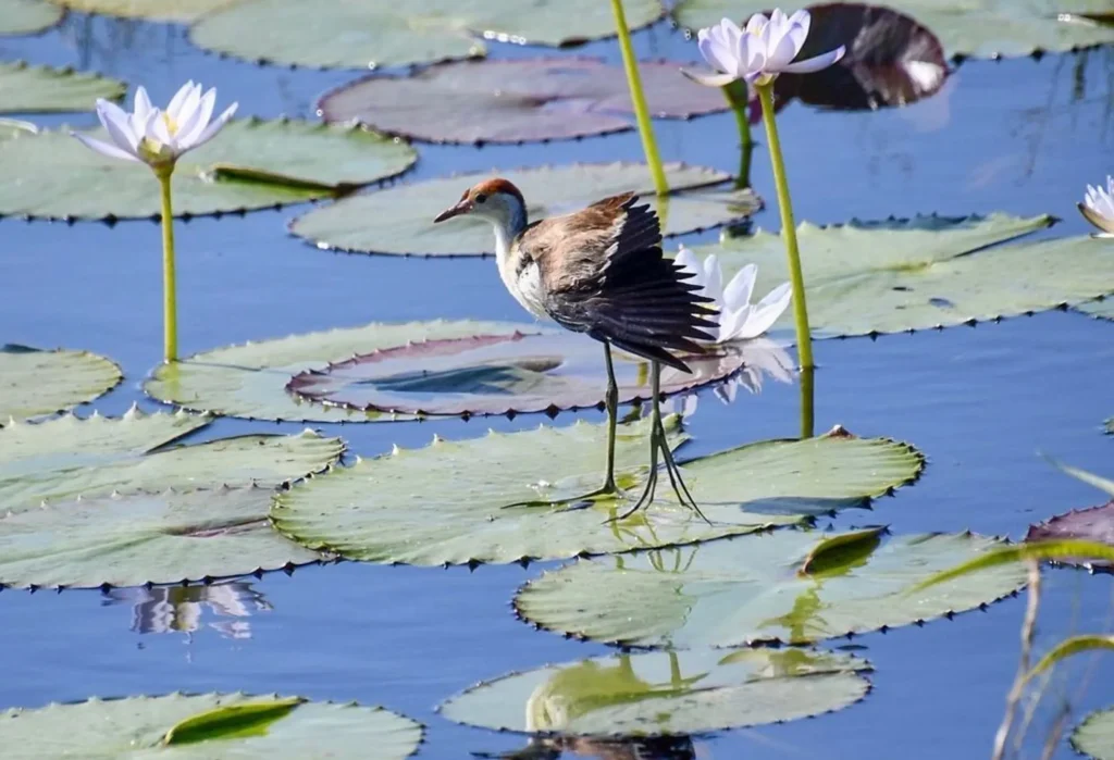 Mamukala Wetlands
