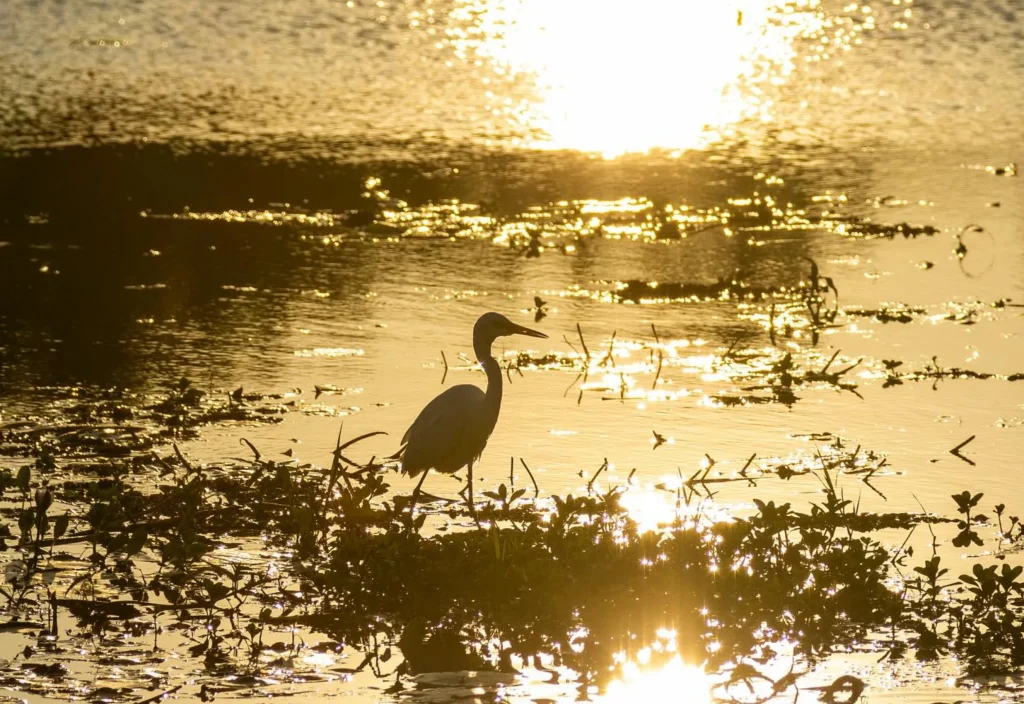 Yellow Water Billabong