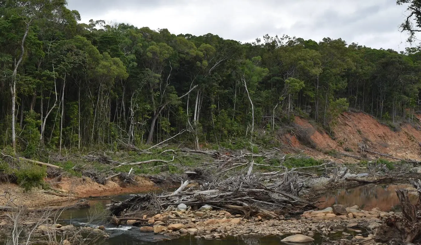 australian zombie tree gympie-gympie